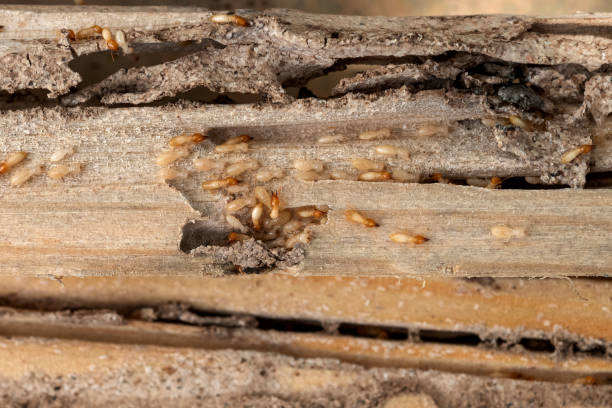 Best Best Pest Control Companies  in Calabash, NC